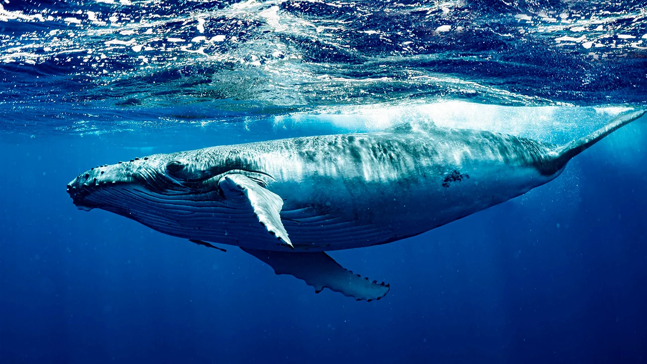 BenQ Eyesafe® screen